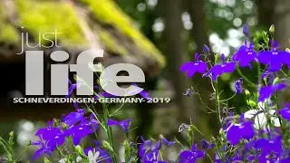 SCHNEVERDINGEN, GERMANY - PLACES BY PATRIK FALK 4K - JULI 2019