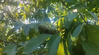 benimle birlikte ceviz toplamaya varmısınız buyrunuz cevizler oldu 🙂