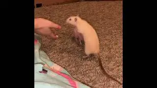 My pet rats Tofu and Popcorn spinning on cue! #shorts