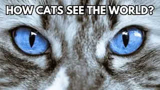 How do cats see? Cat vision explained