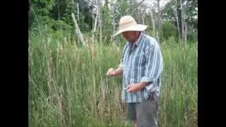 Basket Weaving Basics - Gather Cattails And Weave Base