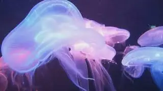 Glass Squid  The Invisible Wonders of the Deep Sea