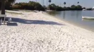 Davis Island Tampa Florida