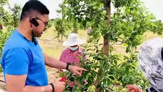 Apple Organic Farming at Fufeng county, China