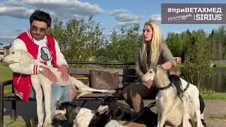 Секреты породы Салюки питомник ШАВАТИ
