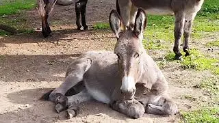 Sieste au soleil pour les ânes
