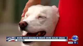 Going to the dogs? Local group says dog waste is destroying Denver's green spaces