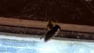 Spider Catches And Wraps Up Fly In Web/Real Time