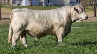 Ascot Cattle: LOT 101