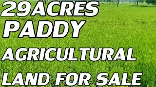 29 ACRES LAND FOR SALE | COMPACT RICE CULTIVATION LAND SALE | PROPERTY PROMOTION TV LANDS