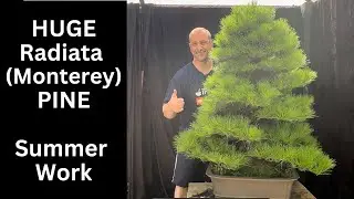 Summer bonsai work on Radiata (Monterey) Pine What to do in Summer on Pine bonsai