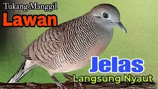 PANCINGAN PERKUTUT TUKANG MANGGIL LAWAN BUNYI 100% AMPUH LANGSUNG BIKIN LAWAN NYAUT