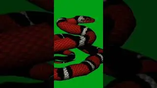 Змея на зелёном фоне для монтажа хромакей, green screen,chromakey.