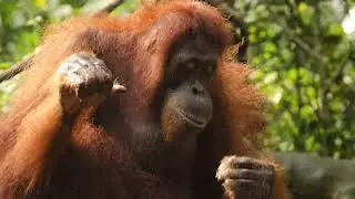 Jojo The Monkey  SD 480p; E'77 music #Audio Resources Live!