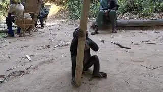Young Bonobos Chasing and Playing with Each Other -- Lola Ya Bonobo