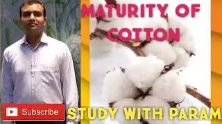 Maturity of cotton   || Study With Param || Parmanand