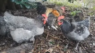 【鶏日記】ヒヨコだったアキのこれから#にわとり#coq #hens#poules #ニワトリ #雄鶏 #鶏 #鶏日記 #卵 #庭#ひよこ#ヒヨコ#poussin#抱卵#chicks