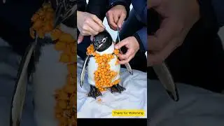 Shocking Rescue Penguin Trapped Under a Mass of Parasitic Barnacles! 🐧💔| #seahelpmission
