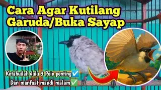 Cara Kutilang Agar Garuda/Buka Sayap🕊️🕊️🕊️