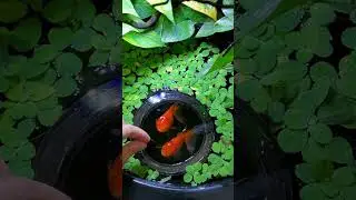 How to become a FULL TIME Fish Keeper