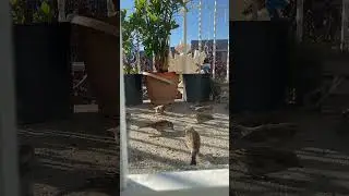 Feeding birds 🦅 #birdlover #birdfeeding  #cutebird #animallover