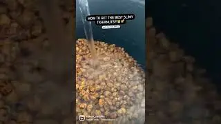 HOW TO GET THE BEST SLIMY TIGERNUTS?! #shorts #carpfishing #fishing