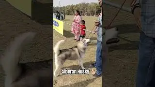 Siberian Dog In Bareilly🐕🥇#bareilly #russianbreed #russian #siberianbreed #dogshow#bareilly
