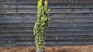 Taxus Baccata Fastigiata aurea - Zuilvormige heester wintergroen