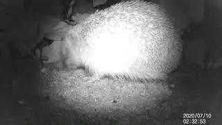 Victure HC200 Hedgehog returns