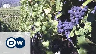 The German Wine Route | Euromaxx