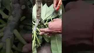 Plumeria from Cuttings: A Step-by-Step Guide #gardening #garden #trending #viral #shortsfeed