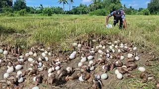 A male fisherman or a snail in a rice field where the water is shallow and the water is plentiful.