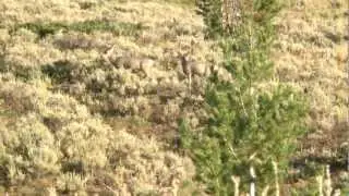 Episode 2- Wyoming Mule Deer Hunt - Triple MAG