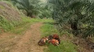 #pekerja ///SAWIT KINABALU///nyok rote.