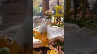 Little Rabbit&rsquo;s Sweet Moves 💫 #CuteRabbit #BunnyLove #RabbitVibes #FluffyBunny #RabbitMoments #cute