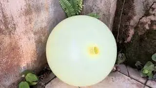24-inch Balloon Test Blown Up with a Vacuum Cleaner ‼️ HOW STRONG IS IT?