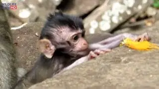 Daniela Baby Monkey Crying Loudly Ask Mother Dana For Food And Milk, Pity Baby Monkey