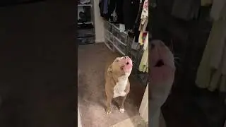 #funnydogs#cute#doglover#doglife#cure#dogshorts#pet#doglife#dogshorts