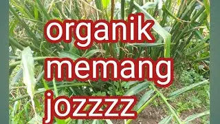 pertumbuhan jahe merah organik usia 7 bulan di sawah.