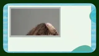 Can You Guess the Animal? &mdash; AS-001 | LALA TIME