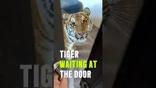 Cute Tiger Waiting at The Door #funnyanimal #tiger #cuteanimals