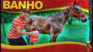 Bathing the horses