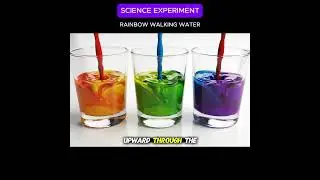 Rainbow Walking Water Experiment | Capillary Action Science