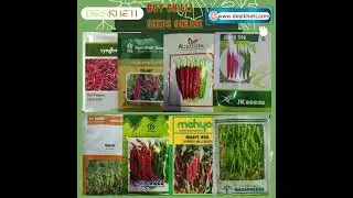 Buy Hybrid Chilli Seeds Online | #chilli #chillifarming #farming #farm #farmer #agriculture #mirchi