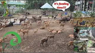 Saigon Zoo & Botanical Garden Tour 2023 | The Biggest Zoo In Vietnam!