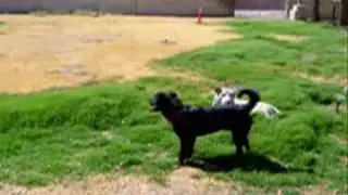 Tiger Cub Plays with Dogs