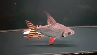 IKAN RED FEIFENG HIGHFIN 