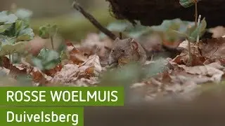 Rosse woelmuis | Duivelsberg