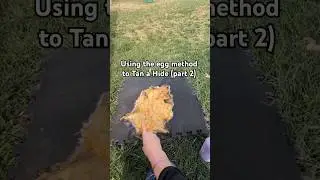how to tan a hide using the egg method (part 2) #country #eggtanninghides #trapping #Beyondthebait