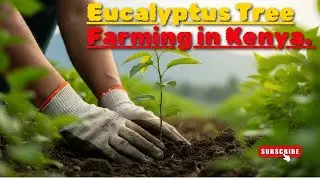 Eucalyptus Tree Farming in Kenya. #eucalyptus
